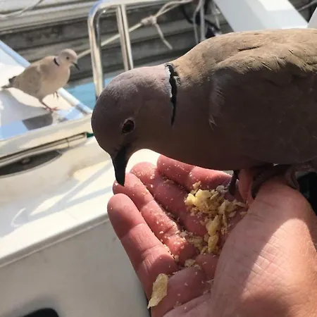 Insolite Dans Le Vieil 앙티브